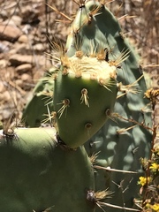 Opuntia semispinosa