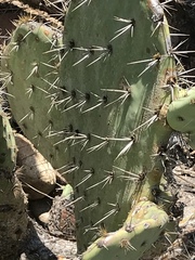 Opuntia semispinosa