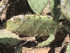 Opuntia semispinosa