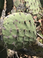 Opuntia semispinosa