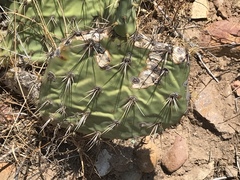 Opuntia semispinosa