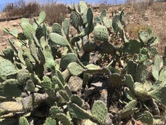 Opuntia semispinosa