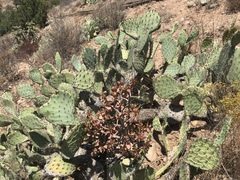 Opuntia semispinosa