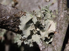 Parmotrema hypoleucinum