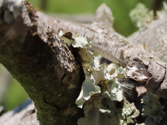 Parmotrema hypoleucinum
