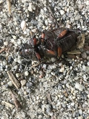 Lucanus capreolus