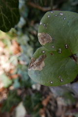 Phytomyza abdominalis