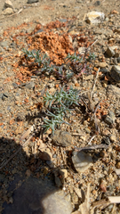 Cardionema ramosissimum