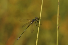 Lestes sponsa