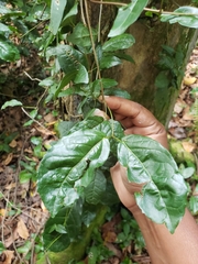 Bignonia aequinoctialis