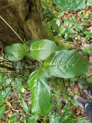 Bignonia aequinoctialis