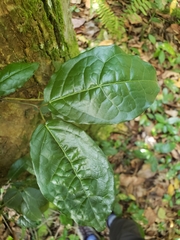 Bignonia aequinoctialis