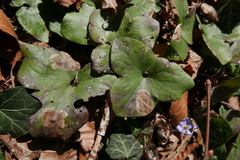 Phytomyza abdominalis