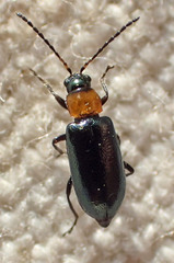 Scelolyperus