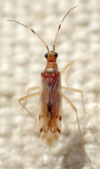 Dicyphini