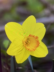 Narcissus × incomparabilis