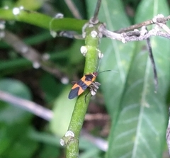 Oncopeltus cingulifer