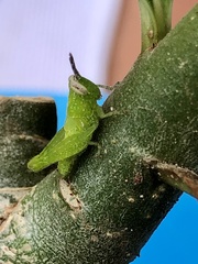 Abracris flavolineata