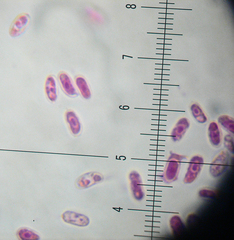 Resupinatus alboniger