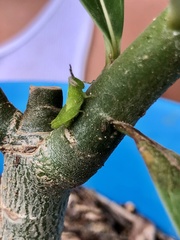 Abracris flavolineata