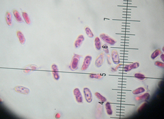 Resupinatus alboniger