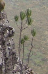 Linochilus rupestris