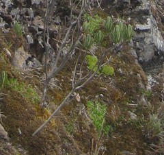 Linochilus rupestris