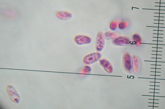 Resupinatus alboniger