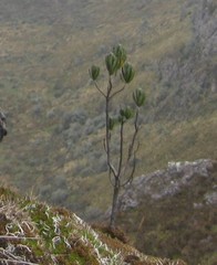 Linochilus rupestris