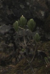 Linochilus rupestris