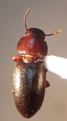 Anepsius delicatulus