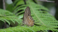 Erites angularis