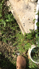 Engelmannia peristenia