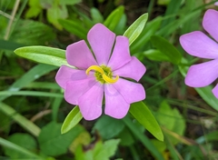 Sabatia capitata