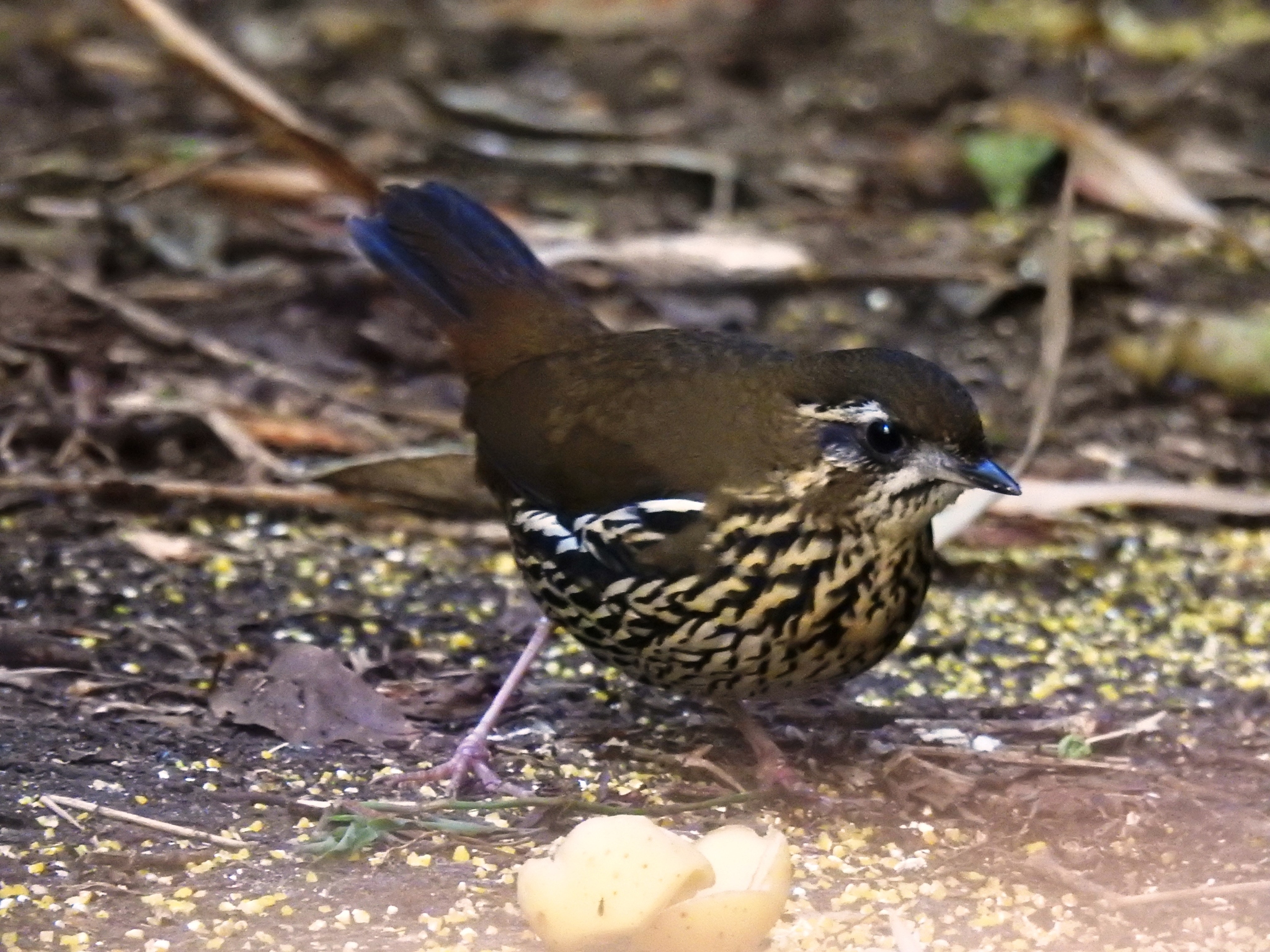 Rufous-tailed Antthrush illustration