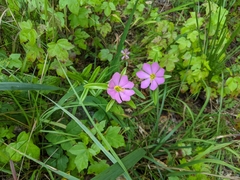 Sabatia capitata