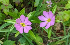 Sabatia capitata