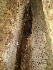 Bauerus dubiaquercus