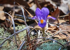 Iris verna