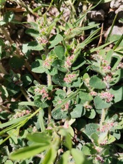 Euphorbia velleriflora