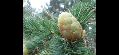 Larix decidua
