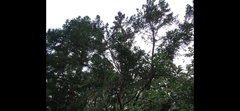 Larix decidua