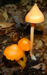 Entoloma salmoneum