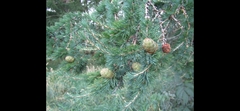 Larix decidua