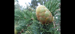 Larix decidua