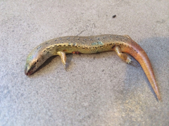 Oligosoma aeneum