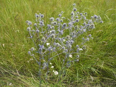 Eryngium planum