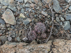 Copiapoa humilis