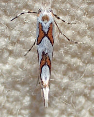 Phyllonorycter manzanita