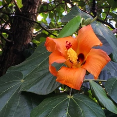 Hibiscus elatus